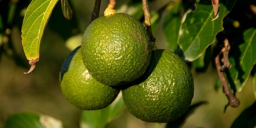Avocat - Livre