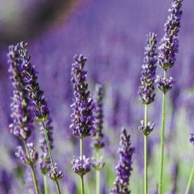 Plantes
