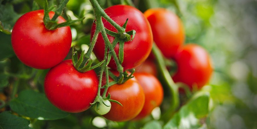 La Tomate - Livre